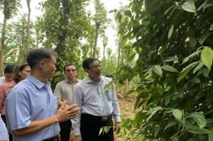 Make organic pepper for sustainable output