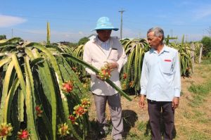 Làm nông nghiệp hàng hóa ở huyện Xuân Lộc