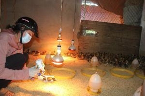 Tăng cường phòng, chống dịch cúm gia cầm những tháng cuối năm