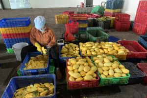 Tăng cấp mã số cơ sở đóng gói trái cây xuất khẩu