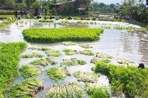 Rau cần nước Gia Kiệm được trao giấy chứng nhận VietGAP