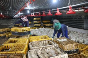 Xây dựng chuỗi chăn nuôi hiện đại