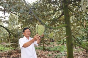 Lo tình trạng mạo danh mã số vùng trồng sầu riêng