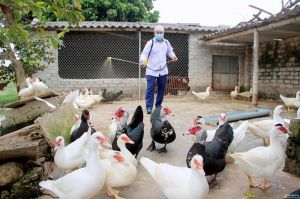 Chủ động phòng bệnh cúm gia cầm