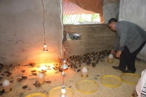 Cẩn trọng tái đàn vụ gia cầm cuối năm