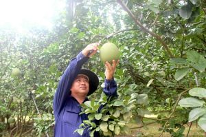 Hiệu quả từ đẩy mạnh các phong trào thi đua yêu nước