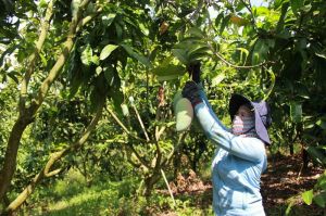 Toàn tỉnh có 24 ngàn ha được cấp mã số vùng trồng