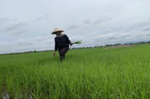 Liên kết phát triển nông nghiệp hữu cơ nông hộ