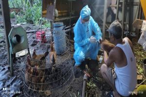 Nguy cơ xảy ra dịch bệnh cao trên đàn vật nuôi mùa cuối năm