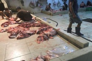 Liên tục phát hiện các cơ sở giết gia súc trái phép