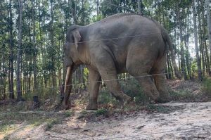 Nỗ lực bảo vệ đàn voi rừng