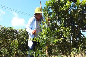 Trồng chanh thu hoạch lá