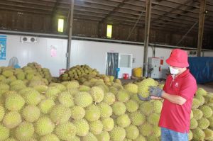 The durian growing area of Dong Nai meets export standards