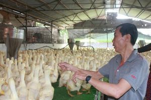 Nông dân lỗ nặng vì sản phẩm chăn nuôi rớt giá