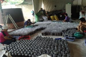 Nghiên cứu thành công meo giống nấm rơm cho năng suất vượt trội