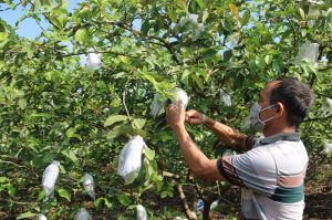 Nhân rộng diện tích cây trồng đạt chứng nhận sản xuất an toàn