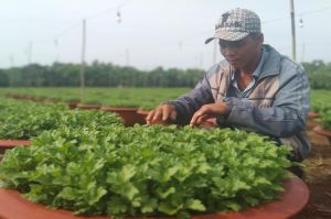 Nhiều vùng trồng hoa Tết trên địa bàn tỉnh vào vụ sản xuất