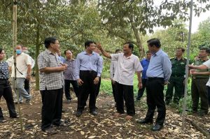 Tăng nhanh diện tích cây ăn trái