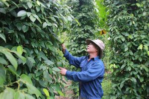 Tăng nhanh diện tích cây trồng sản xuất theo hướng hữu cơ