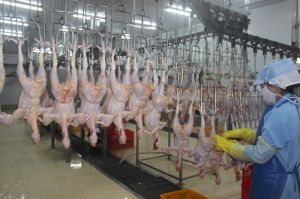 Nhân rộng mô hình chuỗi liên kết chăn nuôi an toàn