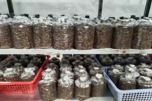 Successful study of straw-mushroom embryo for outstanding productivity