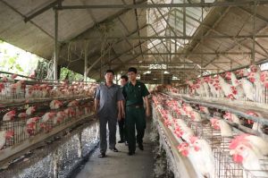 凭着饲养下蛋鸡模型而发财