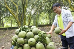 Opportunity to promote pomelo export