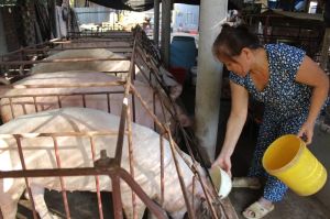 Thịt heo tìm cơ hội tham gia thị trường xuất khẩu