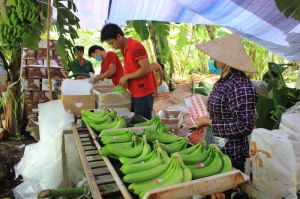 Many changes in exporting fresh bananas to Chinese market