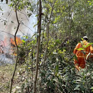 Cháy lớn vườn tràm nằm dưới đường dây 110kV ở Nhơn Trạch