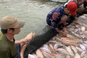 Cung cấp khoảng 6,5 ngàn tấn cá nước ngọt trong tháng Tết