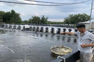 Người nuôi tôm đạt lợi nhuận cao