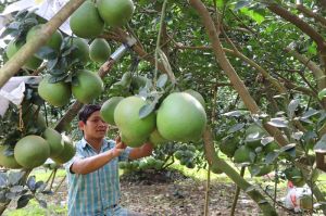 Nông dân trồng bưởi mất mùa Tết