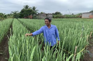 Nông dân trúng vụ hoa Tết