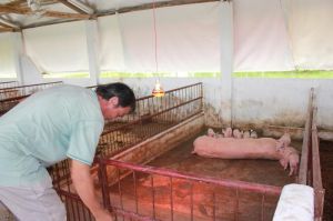 Dinh Quan keeps good growth for the livestock industry