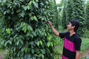 Pepper prices cool down right from the beginning of the season