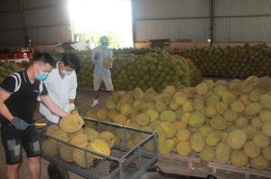 Fruits export prospects in new year