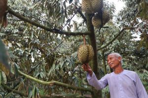 Make good code for the export durian area