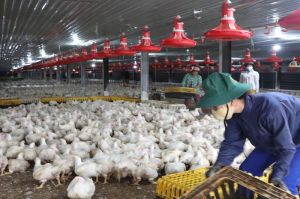 Phát triển chuỗi liên kết nuôi gà công nghiệp