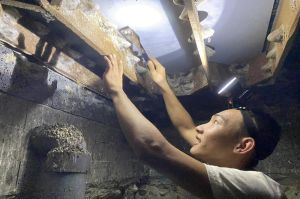 Cơ hội xuất khẩu tổ yến chính ngạch