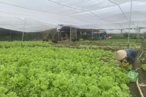 Cận Tết, giá rau xanh đột ngột giảm sâu