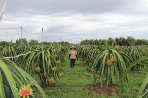 Xoài cát Hòa Lộc, thanh long ruột đỏ sốt giá