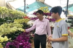 Hoa xuân “đổ bộ”