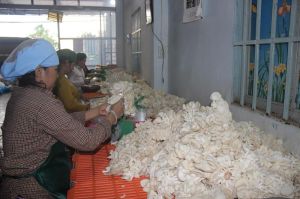Nấm tươi sốt giá, nấm mèo lại giảm sâu
