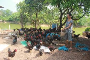 Giá gà công nghiệp giảm mạnh, gà ta không tăng nhiều