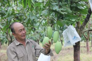 Vùng đặc sản xoài cát Hòa Lộc Xuân Trường trúng vụ Tết