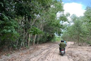 Phát hiện nhiều vụ vi phạm về lâm nghiệp