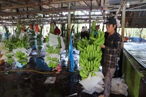 Vào cao điểm thu hoạch, giá chuối xuất khẩu giảm