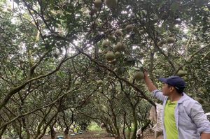 同奈增长几千种果树面积