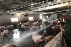 Live pig prices of livestock companies increased slightly after Tet